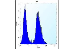 CLDN2 Antibody (C-term ) (ABIN656564 and ABIN2845824) flow cytometric analysis of 293 cells (right histogram) compared to a negative control cell (left histogram). (Claudin 2 Antikörper  (C-Term))