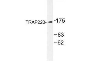 Image no. 1 for anti-Mediator Complex Subunit 1 (MED1) antibody (ABIN272236) (MED1 Antikörper)