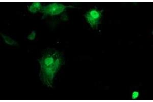 Anti-SMS mouse monoclonal antibody (ABIN2454730) immunofluorescent staining of COS7 cells transiently transfected by pCMV6-ENTRY SMS (RC200619). (SMS Antikörper)
