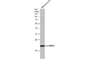 WB Image Mouse tissue extract (50 μg) was separated by 12% SDS-PAGE, and the membrane was blotted with Diablo antibody [N1C3] , diluted at 1:500. (DIABLO Antikörper)