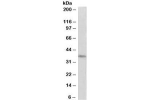 Western blot testing of HeLa lysate with PRMT2 antibody at 2ug/ml. (PRMT2 Antikörper)