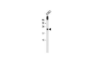 Anti-FA96A Antibody (C-term) at 1:2000 dilution + K562 whole cell lysate Lysates/proteins at 20 μg per lane. (FAM96A Antikörper  (C-Term))