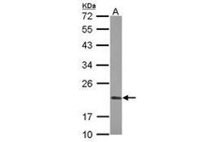 Image no. 2 for anti-Peptidylprolyl Isomerase F (PPIF) (AA 21-207) antibody (ABIN1500361) (PPIF Antikörper  (AA 21-207))