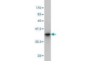 Western Blot detection against Immunogen (35. (MED15 Antikörper  (AA 1-88))