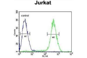 CB2 Antibody (C-term) flow cytometric analysis of Jurkat cells (right histogram) compared to a negative control cell (left histogram). (CNR2 Antikörper  (C-Term))