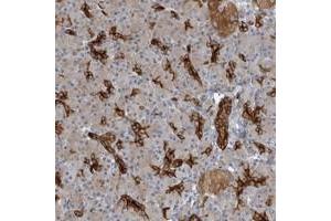 Immunohistochemical staining of human pancreas with C8orf47 polyclonal antibody  shows distinct positivity in intercalated duct cells at 1:500-1:1000 dilution. (C8orf47 Antikörper)