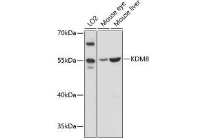 Western blot analysis of extracts of various cell lines, using KDM8 antibody (ABIN6128146, ABIN6142814, ABIN6142815 and ABIN6215293) at 1:3000 dilution. (JMJD5 Antikörper  (AA 147-416))