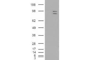 Western Blotting (WB) image for anti-Mitogen-Activated Protein Kinase 6 (MAPK6) (AA 345-721) antibody (ABIN1491432) (MAPK6 Antikörper  (AA 345-721))
