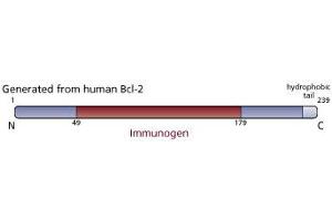 Image no. 3 for anti-B-Cell CLL/lymphoma 2 (BCL2) (AA 49-179) antibody (ABIN968025) (Bcl-2 Antikörper  (AA 49-179))