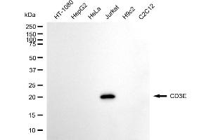 Western blotting analysis using CD3E antibody (ABIN7797964). (CD3 epsilon Antikörper)
