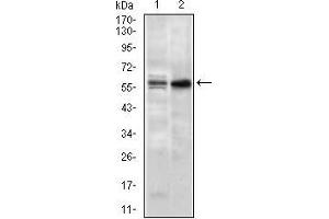 Western Blotting (WB) image for anti-Guanine Nucleotide Binding Protein-Like 3 (Nucleolar) (GNL3) (AA 1-226) antibody (ABIN1724770)