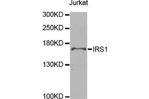 Western blot analysis of extracts of Jurkat cells, using IRS1 antibody (ABIN5998006) at 1/1000 dilution. (IRS1 Antikörper)