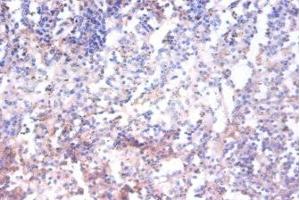 Immunohistochemistry of paraffin-embedded human spleen tissue using ABIN7143162 at dilution of 1:100 (AHSA1 Antikörper  (AA 1-338))
