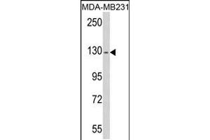 Western blot analysis of RASGRF1 antibody (S929) in MDA-MB231 cell line lysates (35ug/lane) (RASGRF1 Antikörper  (AA 907-936))