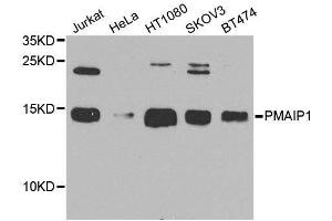 Western blot analysis of extracts of various cell lines, using PMAIP1 antibody. (NOXA Antikörper  (AA 1-54))