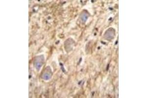 Immunohistochemistry analysis in formalin fixed and paraffin embedded human brain tissue reacted with PCDHGA8 Antibody (C-term) followed by peroxidase conjugation of the secondary antibody and DAB staining.
