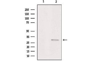 Western blot analysis of extracts from Hela, using ASAH3 Antibody. (ACER1 Antikörper  (Internal Region))