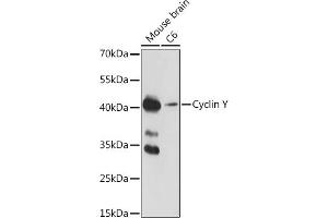 Western blot analysis of extracts of various cell lines, using Cyclin Y antibody (ABIN7266575) at 1:1000 dilution. (Cyclin Y Antikörper  (AA 60-120))