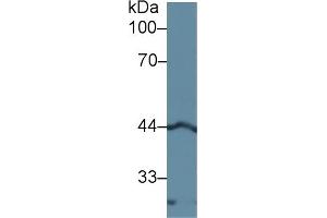 Detection of LEFTY1 in Rat Pancreas lysate using Polyclonal Antibody to Left/Right Determination Factor 1 (LEFTY1) (LEFTY1 Antikörper  (AA 78-361))