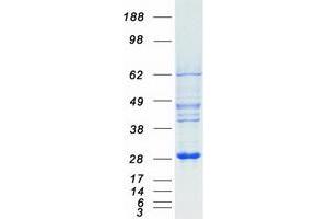 Western Blotting (WB) image for MOB Kinase Activator 3A (MOB3A) protein (Myc-DYKDDDDK Tag) (ABIN2726199)
