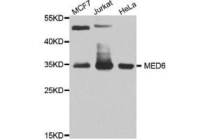 Western blot analysis of extract of various cells, using MED6 antibody. (MED6 Antikörper)