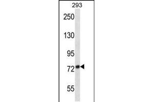 Western blot analysis in 293 cell line lysates (35ug/lane). (ADAM32 Antikörper  (N-Term))