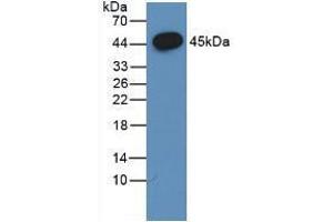 Western blot analysis of the recombinant protein. (FSHB Antikörper  (AA 21-129))
