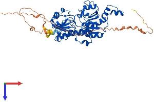 CTBP1 Protein (AA 1-441) (His tag)