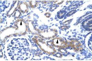 Human kidney; ZA20D3 antibody - middle region in Human kidney cells using Immunohistochemistry (ZFAND6 Antikörper  (Middle Region))