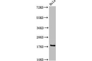 Western Blot Positive WB detected in: Hela whole cell lysate All lanes: RPS15 antibody at 4 μg/mL Secondary Goat polyclonal to rabbit IgG at 1/50000 dilution Predicted band size: 18 kDa Observed band size: 18 kDa (RPS15 Antikörper  (AA 63-137))