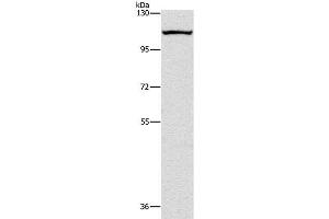 Western Blot analysis of K562 cell using CAPRIN1 Polyclonal Antibody at dilution of 1:200 (Caprin-1 Antikörper)