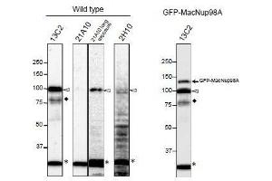 Western Blotting (WB) image for anti-Nucleoporin 98kDa (NUP98) (GLFG Motif), (N-Term) antibody (ABIN2452064)