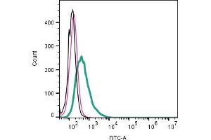 Cell surface detection of CALHM2 by direct flow cytometry in live intact human Raji B-cell lymphoblast cell line: + Rabbit IgG Isotype Control-FITC (ABIN7582044). (CALHM2 Antikörper  (Extracellular) (FITC))