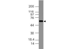 Image no. 1 for anti-Keratin 77 (KRT77) (AA 133-346) antibody (ABIN5027493) (Keratin 77 Antikörper  (AA 133-346))