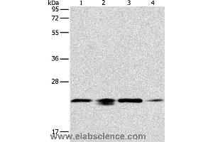 Western blot analysis of 293T, hela, PC3 and NIH/3T3 cell, using PRDX2 Polyclonal Antibody at dilution of 1:750 (Peroxiredoxin 2 Antikörper)