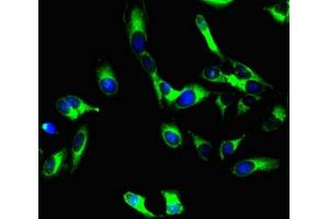 Immunofluorescence (IF) image for anti-Podocalyxin-Like (PODXL) antibody (ABIN7163728)