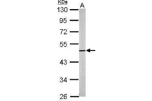 WB Image Sample (20 ug of whole cell lysate) A: mouse brain 10% SDS PAGE antibody diluted at 1:5000 (Cnpase Antikörper)