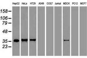 Western blot analysis of extracts (35 µg) from 9 different cell lines by using anti-CDX2 monoclonal antibody. (CDX2 Antikörper  (AA 1-313))