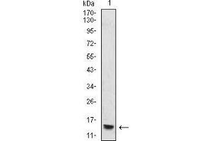 Western Blotting (WB) image for anti-Histone Cluster 2, H4a (HIST2H4A) antibody (ABIN5942184) (Histone Cluster 2, H4a (HIST2H4A) Antikörper)