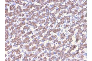 Formalin-fixed, paraffin-embedded human Liver stained with Prohibitin Mouse Monoclonal Antibody (PHB/3228). (Prohibitin Antikörper  (AA 167-261))