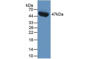 Western Blot; Sample: Recombinant PAI1, Human. (PAI1 Antikörper  (AA 25-402))