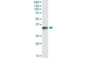 ART4 MaxPab polyclonal antibody. (ART4 Antikörper  (AA 1-314))