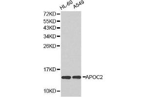 Western blot analysis of extracts of various cell lines, using APOC2 antibody.