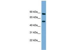 Image no. 1 for anti-Raftlin Family Member 2 (RFTN2) (N-Term) antibody (ABIN6744995) (RFTN2 Antikörper  (N-Term))