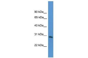 WB Suggested Anti-TNFRSF4  Antibody Titration: 0. (TNFRSF4 Antikörper  (Middle Region))