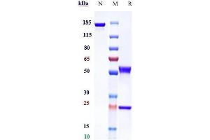 Anti-PDGFRA / CD140a Reference Antibody (olaratumab) on SDS-PAGE under reducing (R) condition.