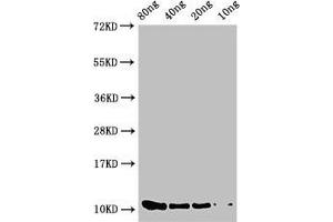 Western Blot Positive WB detected in Recombinant protein All lanes: prgJ antibody at 2 μg/mL Secondary Goat polyclonal to rabbit IgG at 1/50000 dilution Predicted band size: 11 kDa Observed band size: 11 kDa (PrgJ (AA 1-101) Antikörper)