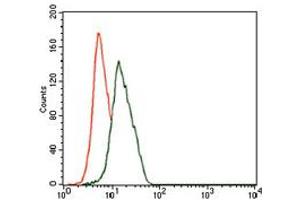 Image no. 2 for anti-Enolase 2 (Gamma, Neuronal) (ENO2) antibody (ABIN1491284) (ENO2/NSE Antikörper)