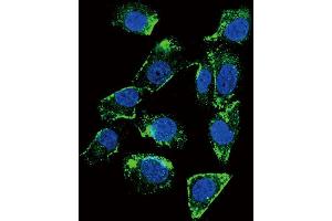 Immunofluorescence (IF) image for anti-Betacellulin (BTC) antibody (ABIN2996306) (Betacellulin Antikörper)
