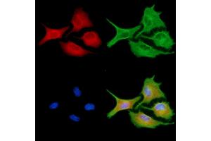 ABIN6256861 and ABIN6273953 staining  cells by IF/ICC. (NPY4R Antikörper  (N-Term))